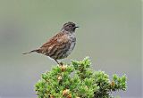 Dunnock